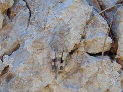 Oedipoda germanica meridionalis