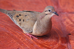 Eared Dove photo 3