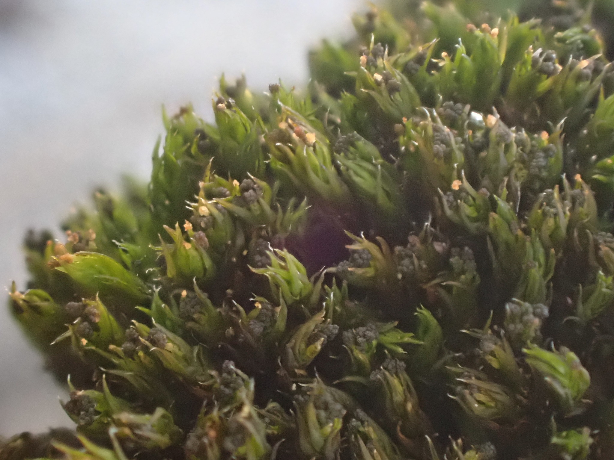 Grimmia hartmanii