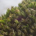 Grimmia hartmanii - Photo (c) martina_poeltl, algunos derechos reservados (CC BY-NC), subido por martina_poeltl