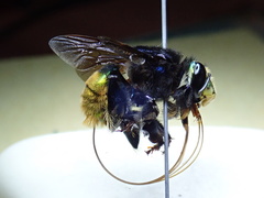 Euglossa intersecta