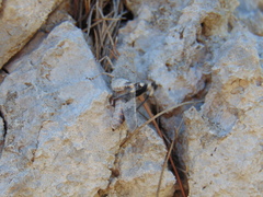Oedipoda germanica meridionalis