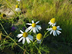 Tripleurospermum hookeri