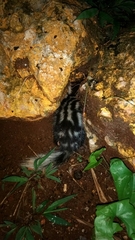 Spilogale angustifrons