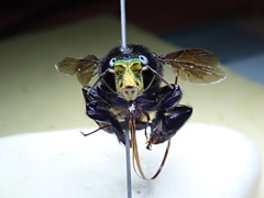 Euglossa intersecta