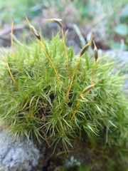 Paraleucobryum longifolium
