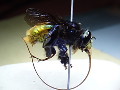 Euglossa intersecta
