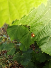 Harmonia axyridis