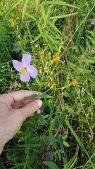Rhexia mariana mariana