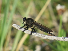 Promachus painteri