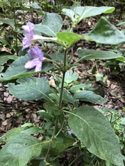 Ruellia drummondiana