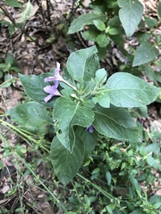 Ruellia drummondiana