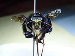 Euglossa intersecta
