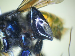 Euglossa intersecta