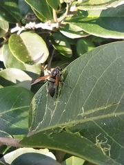 Polistes actaeon