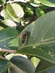 Polistes actaeon