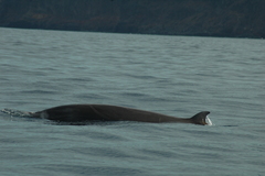 Ziphius cavirostris