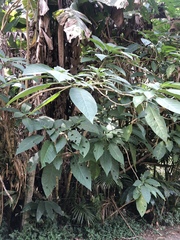 Ficus septica