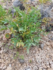 Oxytropis caespitosa