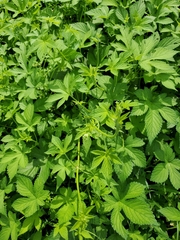Humulus scandens