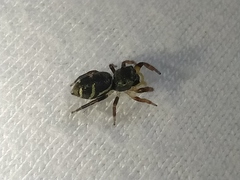 Naubolus