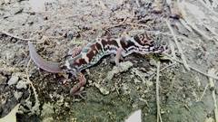 Coleonyx mitratus