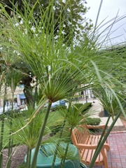 Cyperus papyrus