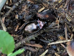 Pterostichus burmeisteri