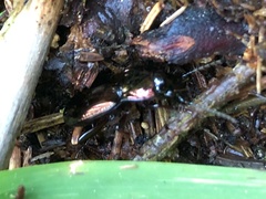 Pterostichus burmeisteri