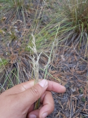 Festuca sibirica