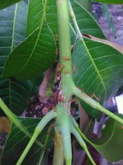 Idioscopus nitidulus