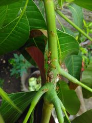 Idioscopus nitidulus