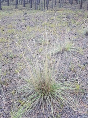Festuca sibirica