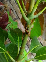 Idioscopus nitidulus