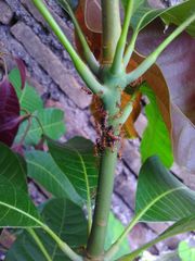 Anoplolepis gracilipes