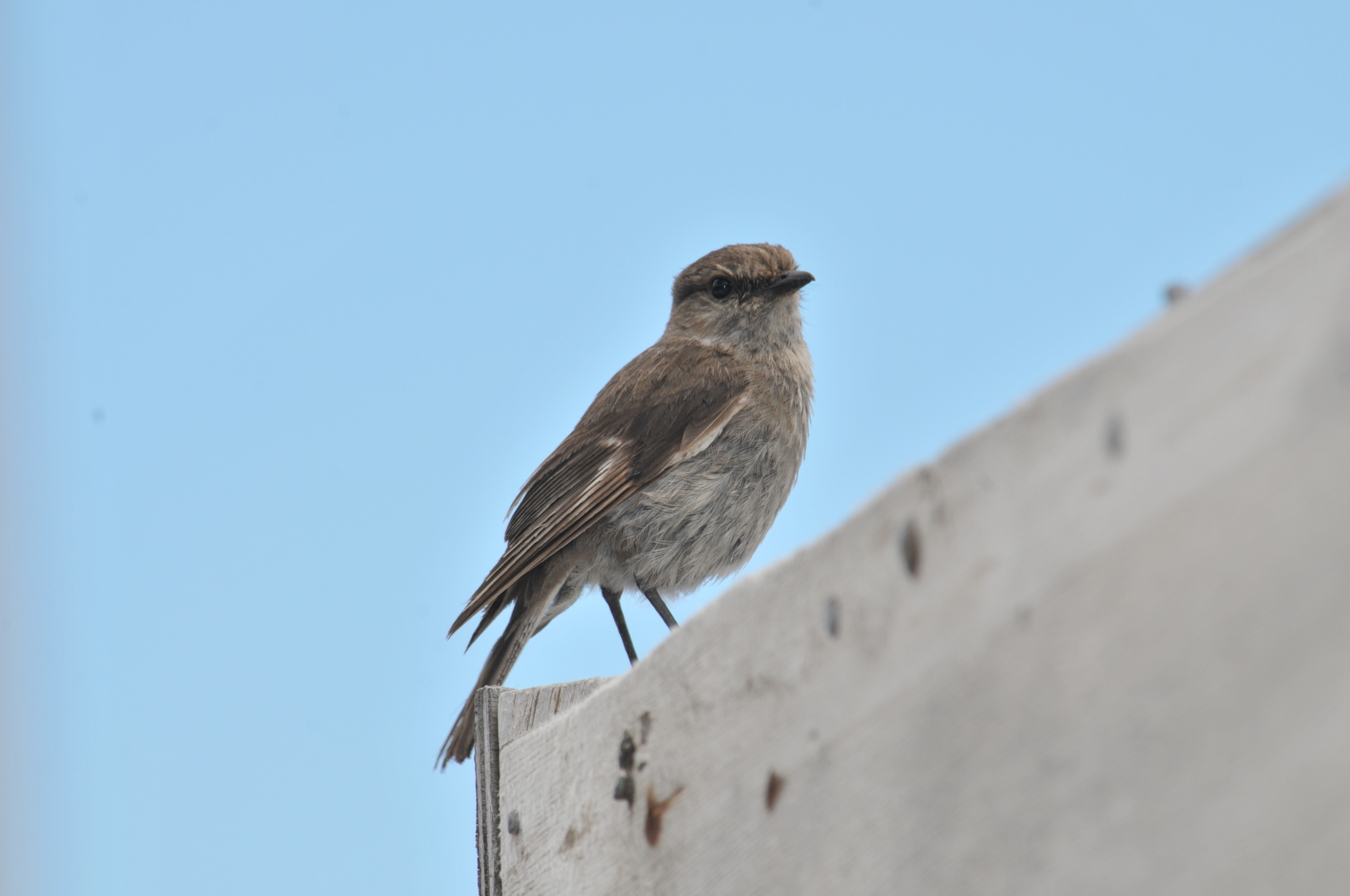Dusky Robin illustration