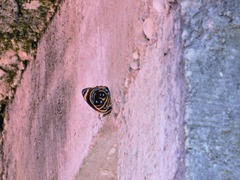 Callicore texa titania