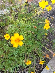 Tagetes lunulata