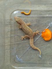 Hemidactylus frenatus