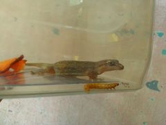 Hemidactylus frenatus