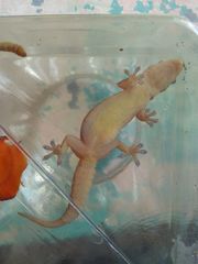 Hemidactylus frenatus