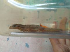 Hemidactylus frenatus