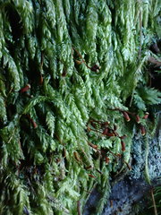 Plagiothecium curvifolium