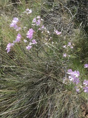 Phlox speciosa