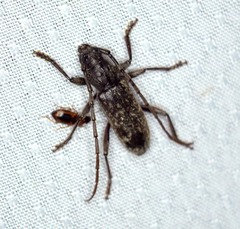Parelaphidion incertum