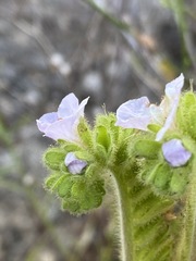 Phacelia ixodes