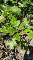 Quercus georgiana