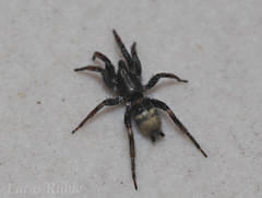 Latonigena auricomis