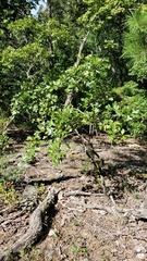 Quercus georgiana
