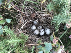 Emberiza schoeniclus